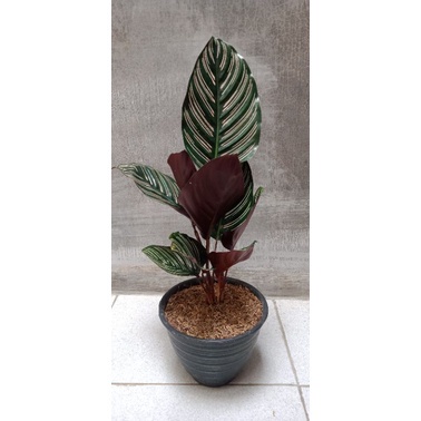 CALATHEA ORNATA - Tanaman Hias Calathea Ornata Pink