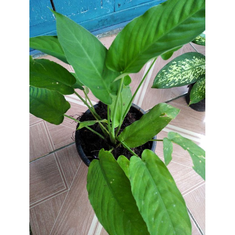 COD tanaman hias homalomena daun mini panjang sp hutan hijau polos