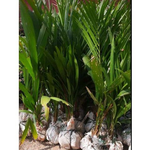 palem merah tinggi 1 meter // pohon palem merah