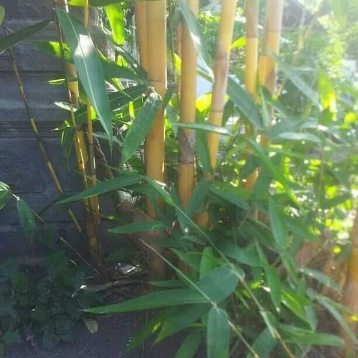 

promo Promo Daun bambu kuning segar 200 gram mugilaris