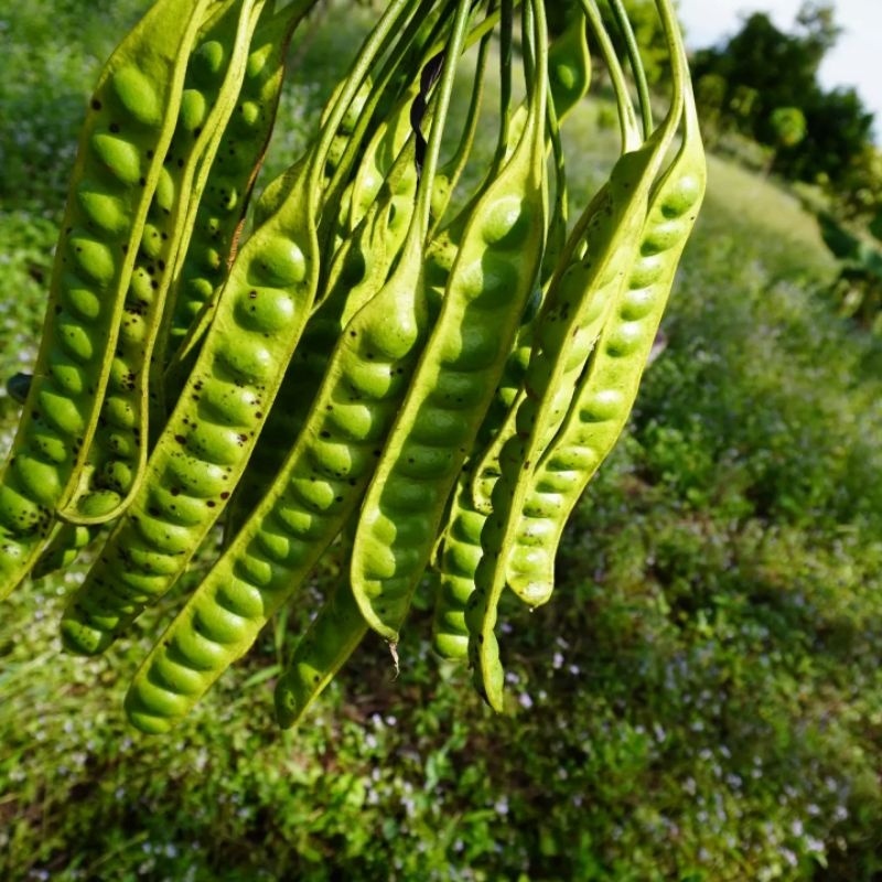 Bibit pete petai lamtoro jumbo / bibit peutey pelending besar okulasi sambung pucuk