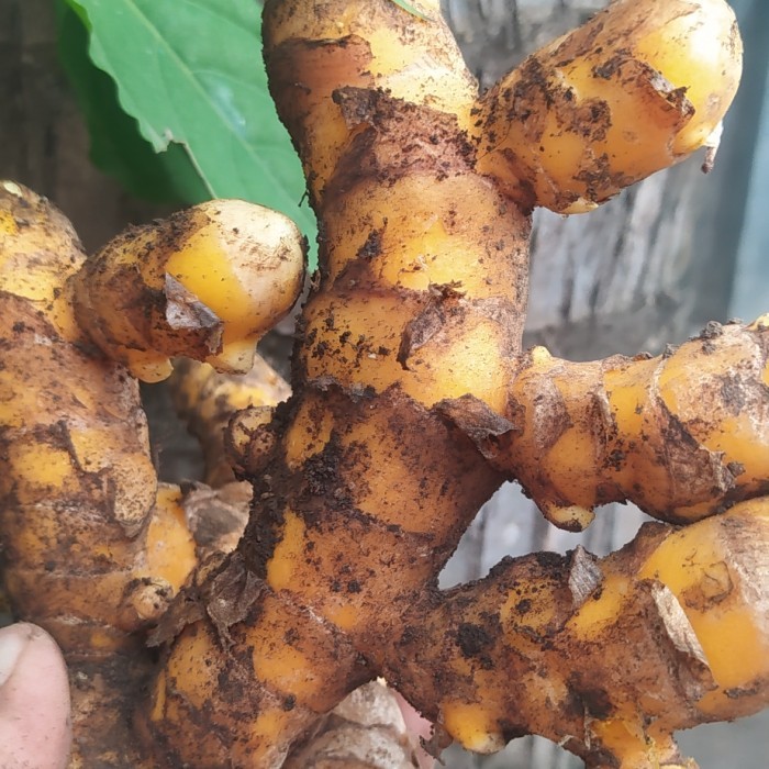 

Temulawak Super Seger 1/2 kg