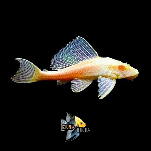 Pembersih kaca aquarium Ikan Sapu Sapu 6-8 Albino Ikan Pembersih Kaca Aquarium