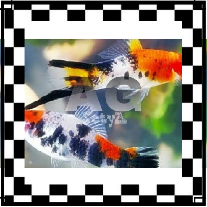 ISI AQUARIUM platy sanke