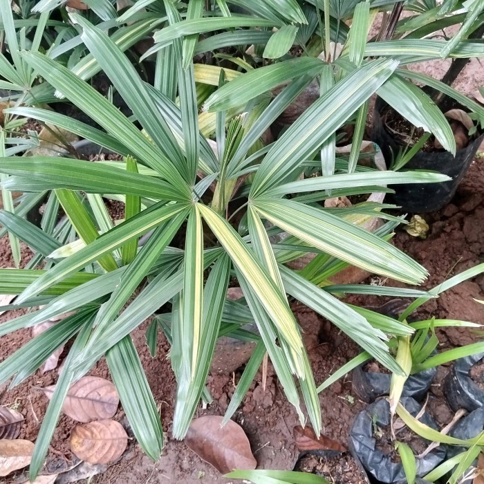 Murah Tanaman Hias palem Regu varigata