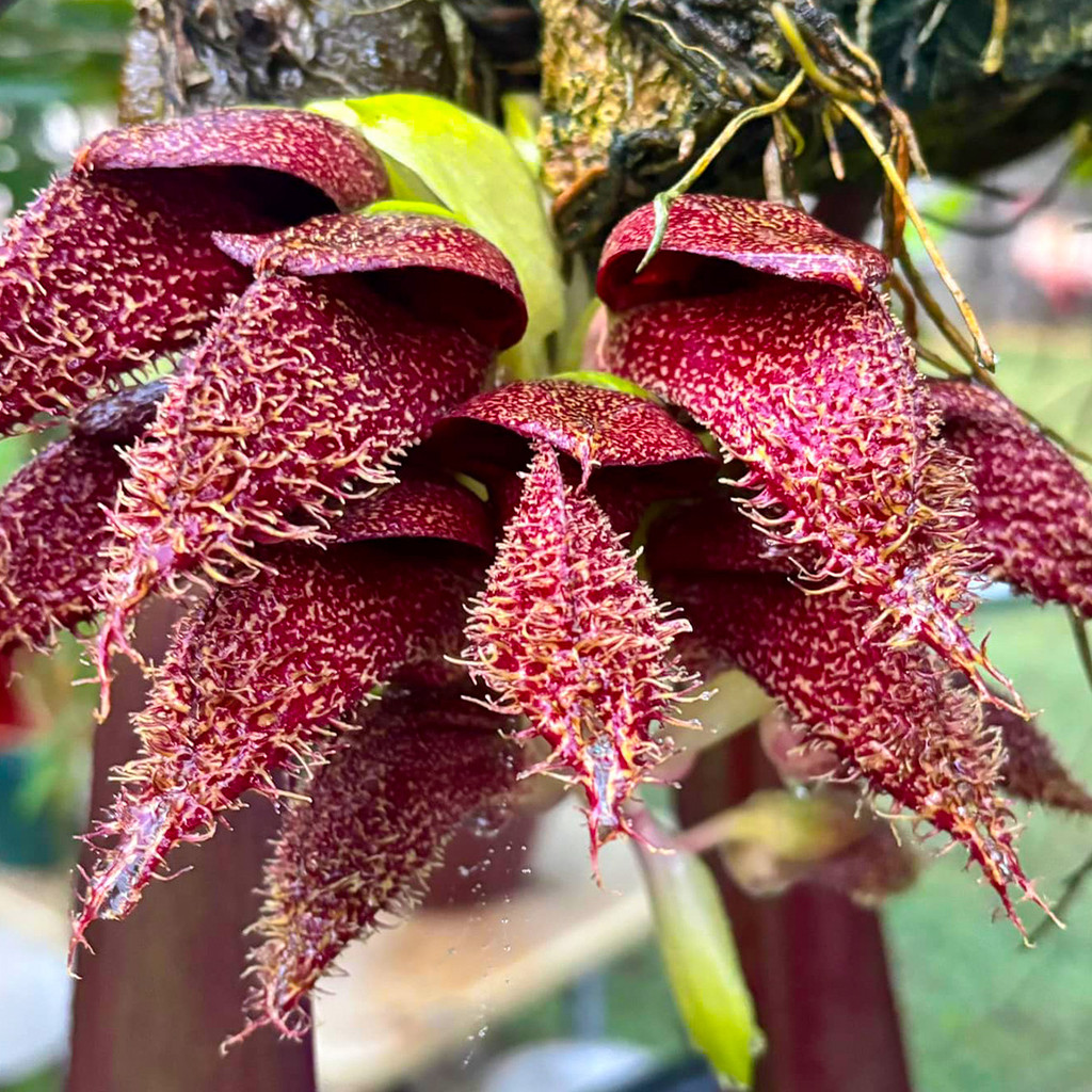 Anggrek Dasi - Bulbophyllum Phalaenopsis
