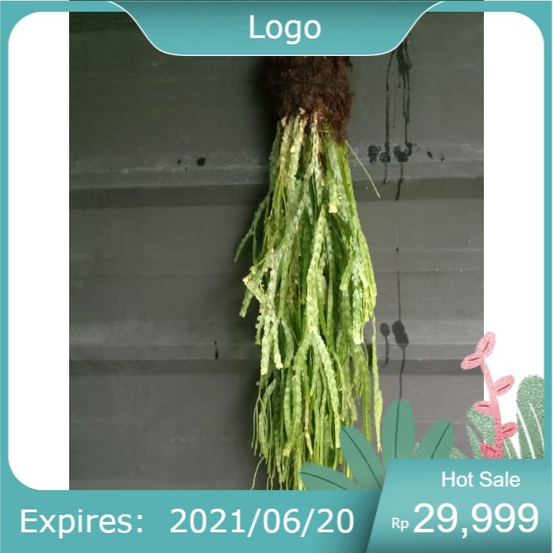 kumpai sisik dan cucuk