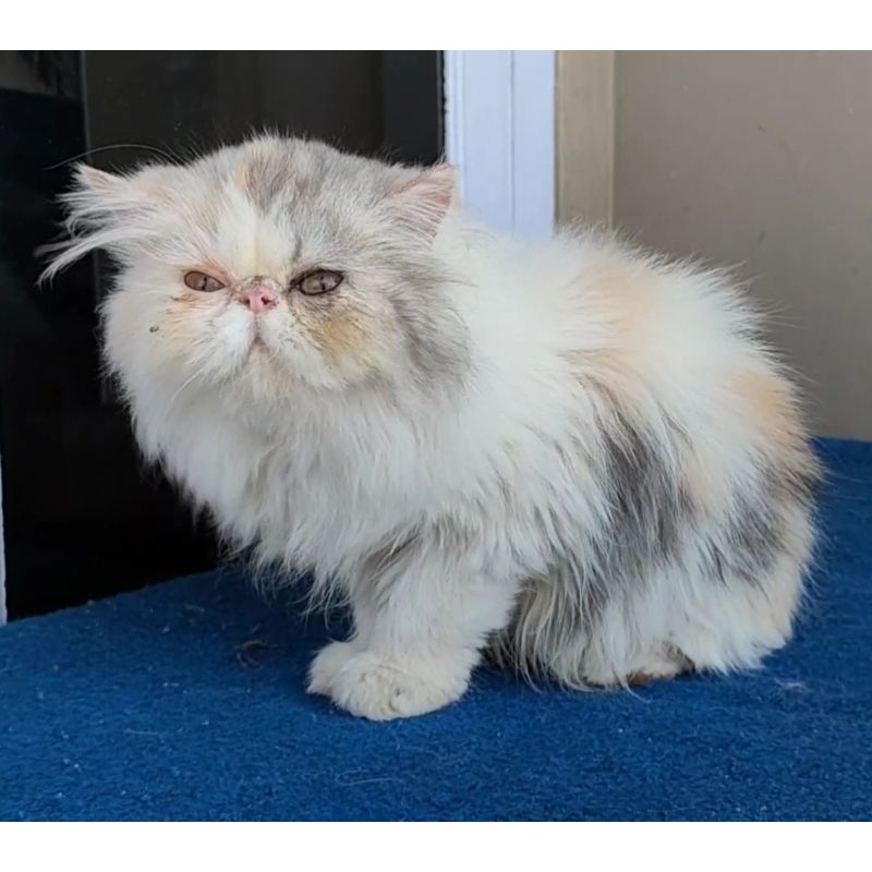 Peaknose Betina 4 Bulan