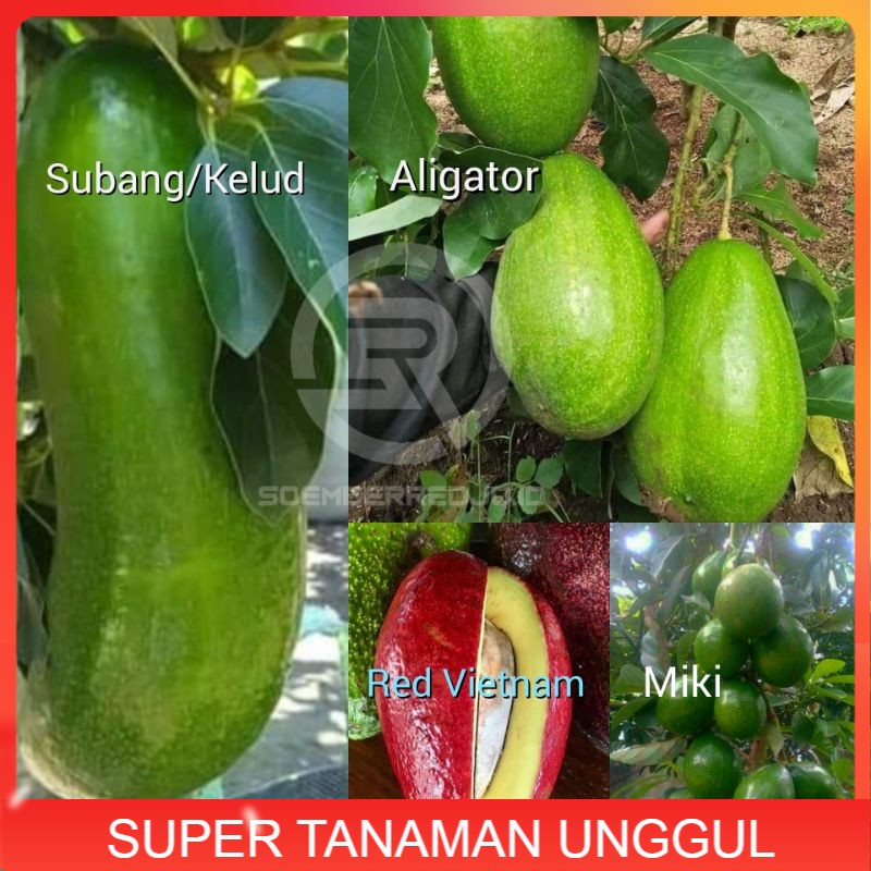 Promo Paket 4 Jenis Bibit Alpukat Red Vietnam-Alpukat Miki- Alpukat Aligator-Alpukat Subang/Kelud