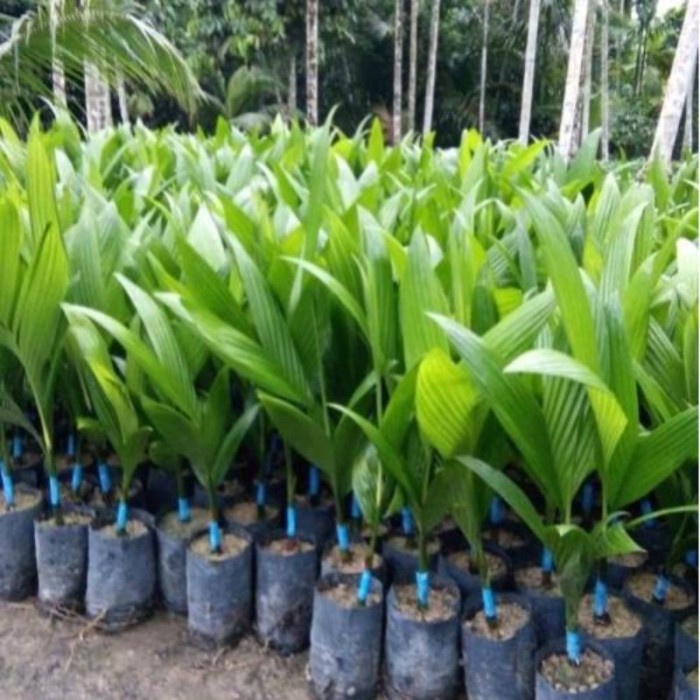 terbaik bibit tanaman buah pinang betara bibit unggul