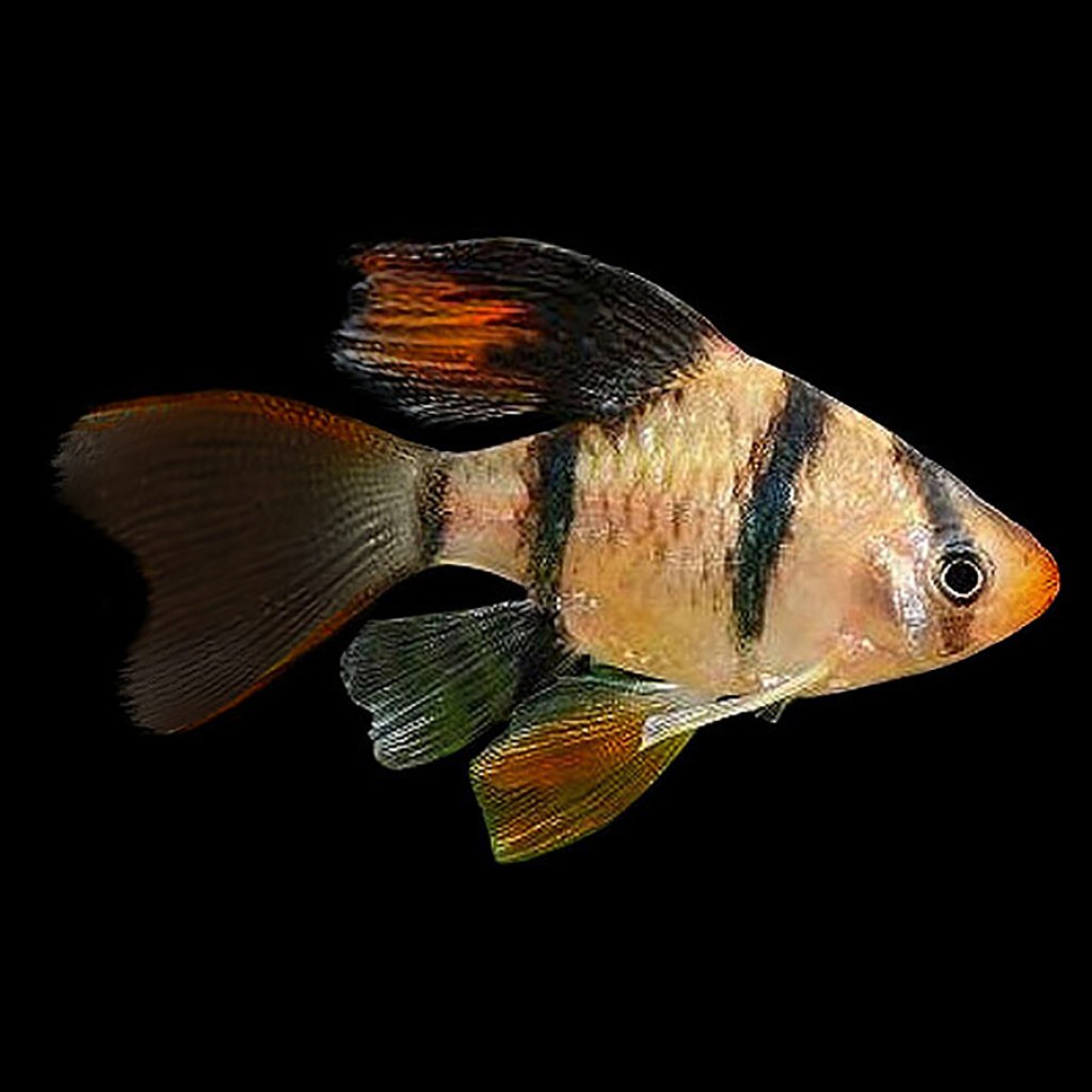 Sumatra Tiger Slayer / Tiger Barb Slayer / Ikan Hias Aquascape