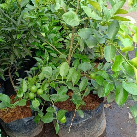 Tanaman Jeruk Nipis Rimbun / Pohon Jeruk Nipis Sudah Berbuah