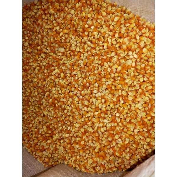 1000++ BENIH JAGUNG KRISTAL SUPER UNGGUL JAWI