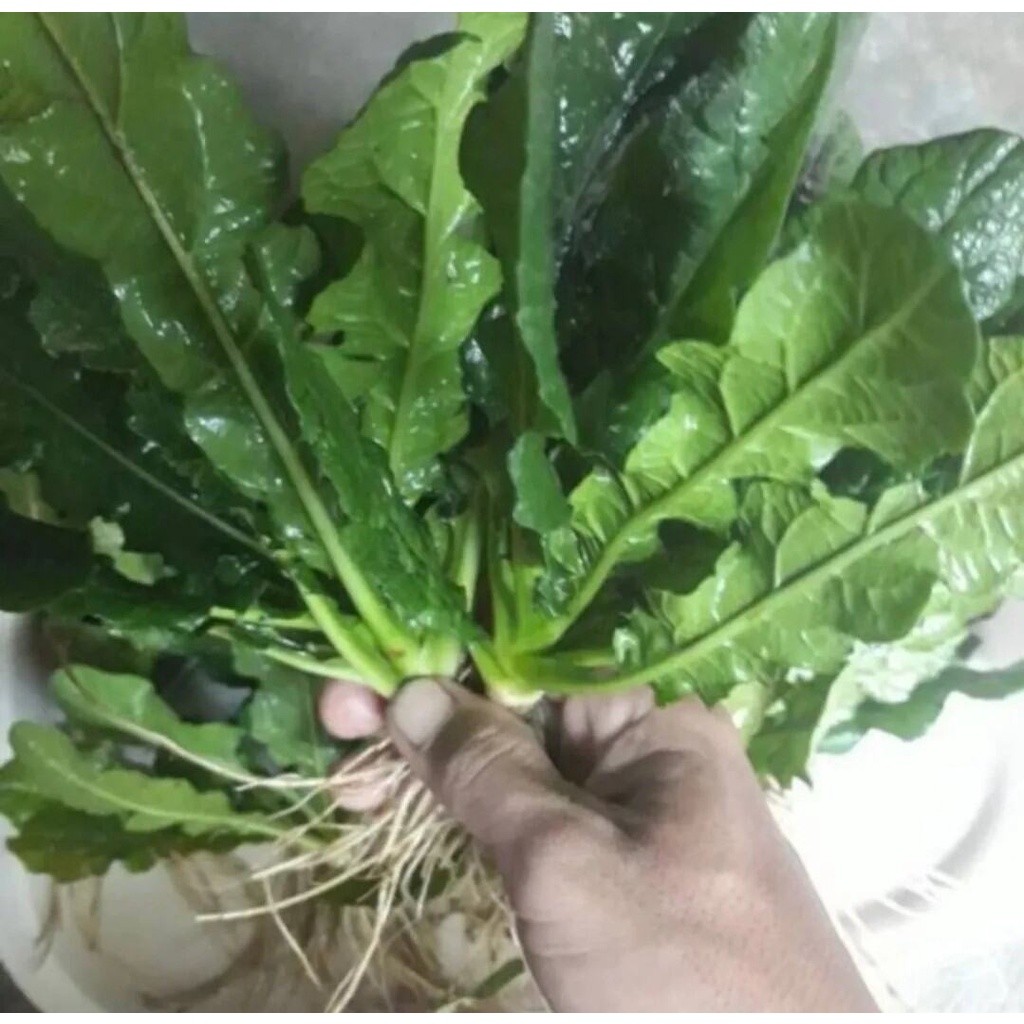 

15 pcs Tanaman Herbal Tapak Liman Daun Tapak Liman Segar dengan Akarnya
