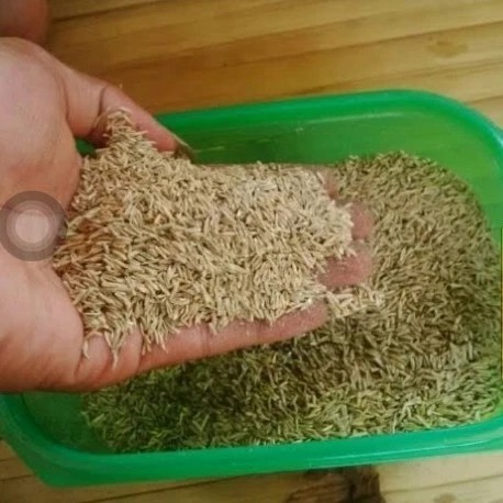 benih biji rumput gajah mini - bibit rumput gajah mini 1kg benih