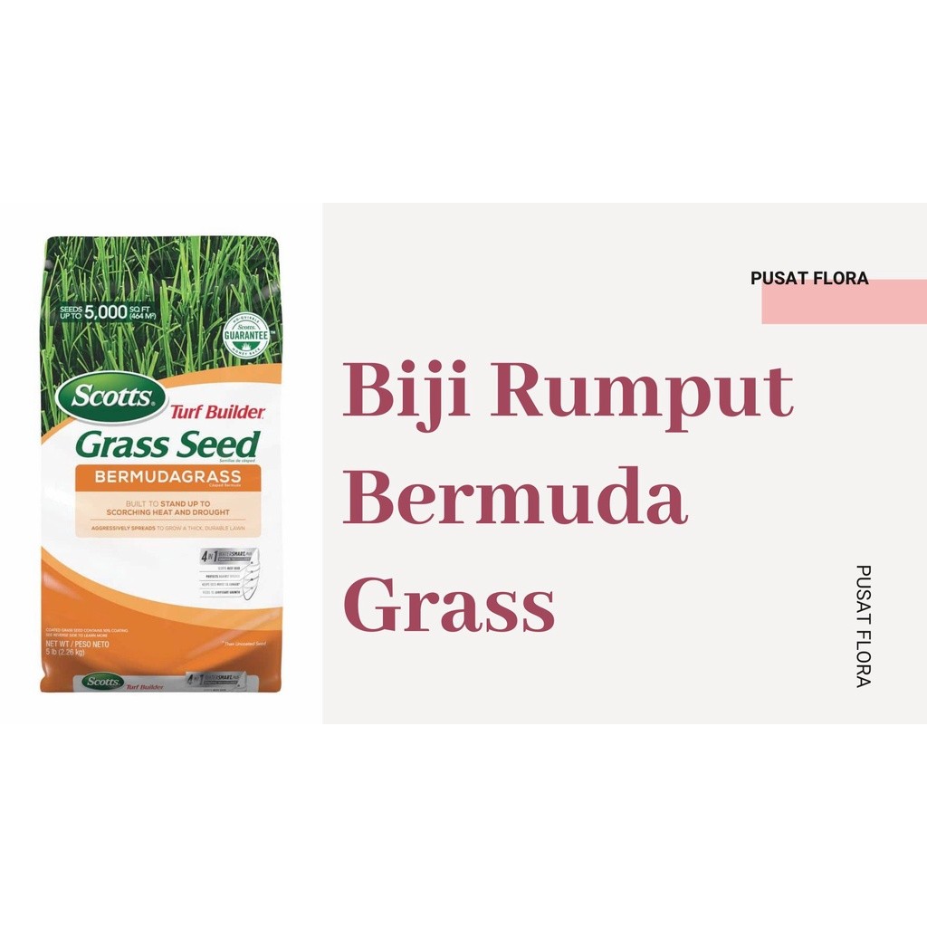 PROMO 50 GRAM Biji rumput jepang - benih rumput jepang - bibit rumput jepang -  bibit rumput swis