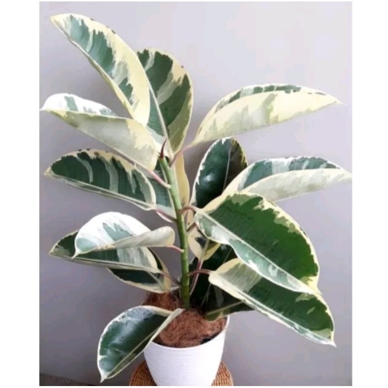 Tanaman Ficus karet kebo varigata Dan Merah