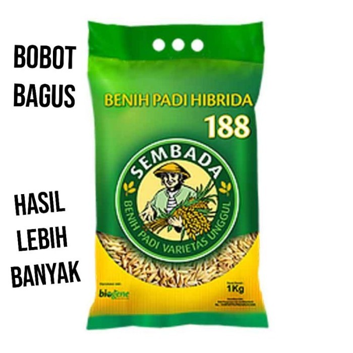 HOT SALE BENIH PADI HIBRIDA SEMBADA 188 TERLARIS