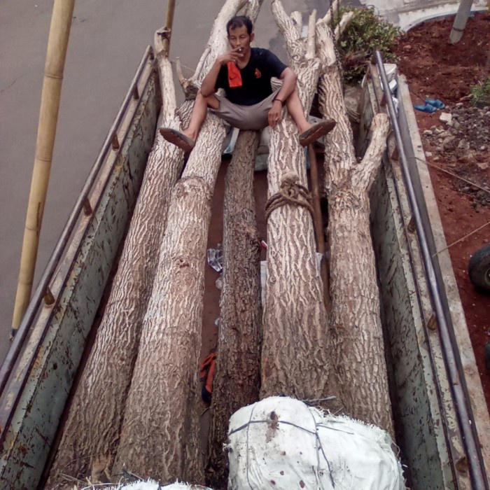 pohon tabebuya pink / tabebuya rosea tinggi 4 5 meter