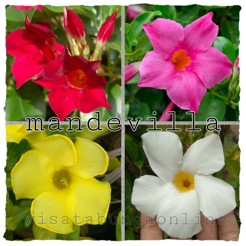 Tanaman hias merambat mandevilla / bunga mandavilla / tanaman pergola
