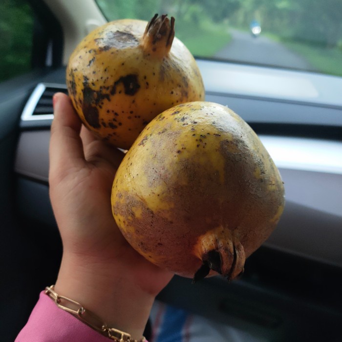 

Buah Delima Putih 1 Kg Tanaman Herbal Nusantara