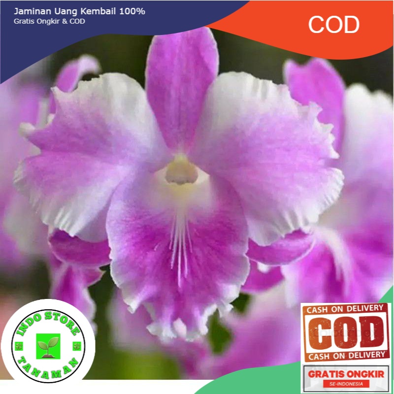 ANGGREK DENDROBIUM BUTTERFLY-sudah Knop/Spike-DENDROBIUM-ANGGREK DENDROBIUM DEWASA-BUNGA HIAS ANGGRE