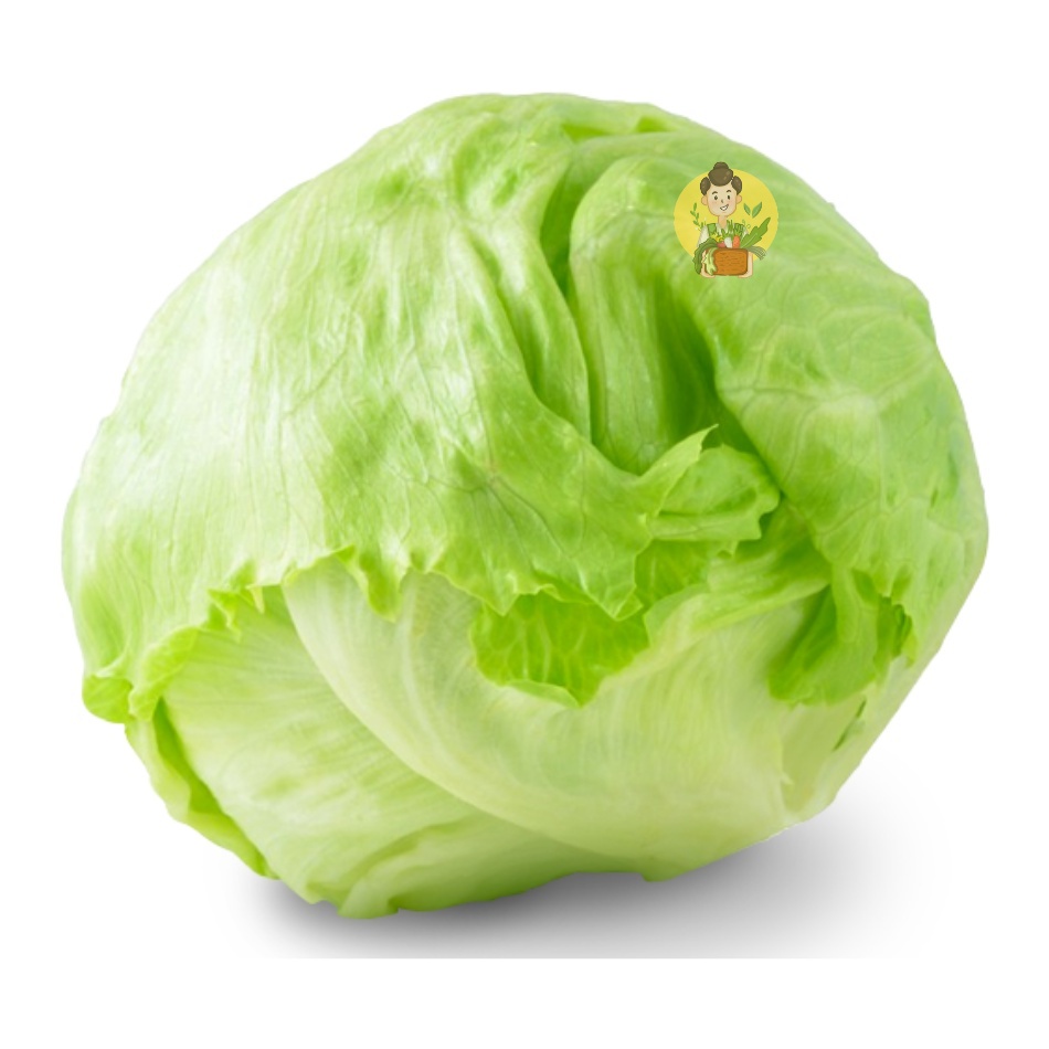 

Lettuce Iceberg 500 gram - Sayur Segar Instan Malang