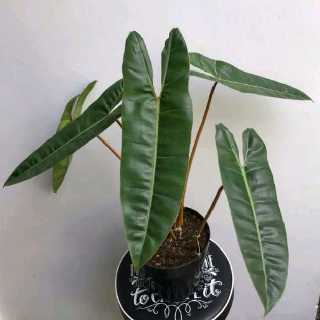 >( BISA COD ) Philodendron Billitiae Kabel Busi Stang Oren / Tanaman Hias Philodendroon Kabel Busi O