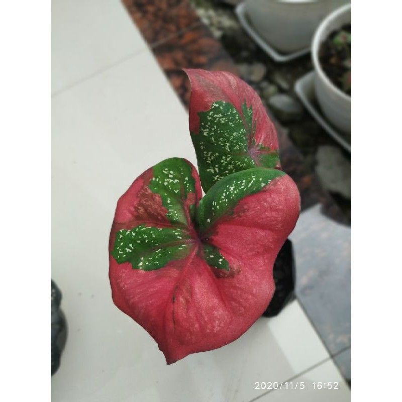 >( BISA COD )  Bibit Tanaman Hias Caladium Baret Merah / Anakan Keladi Baret Merah / Bunga Hias Kela