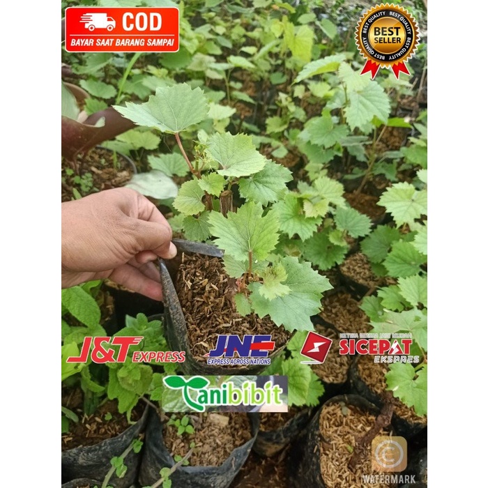 Bibit Anggur red master- Pohon Anggur - Tanaman cepat berbuah