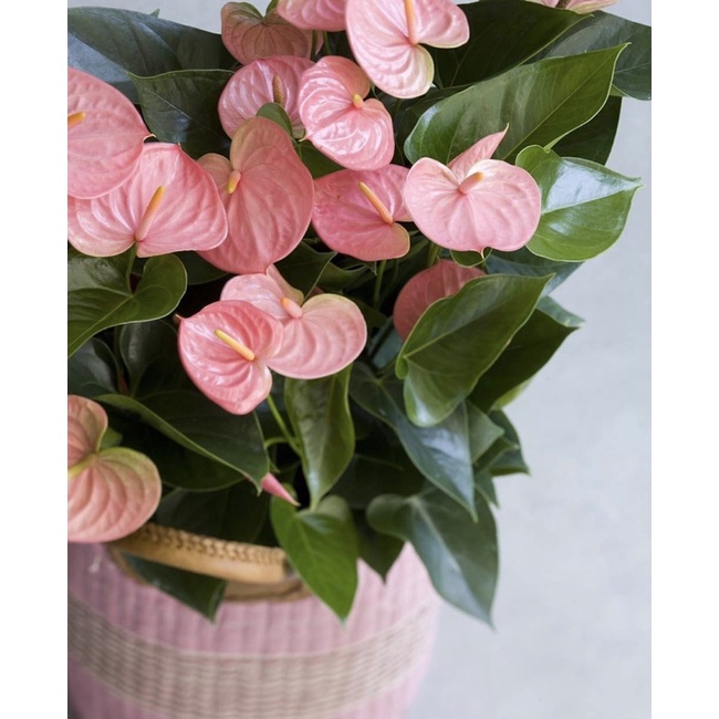 Tanaman hidup Anthurium mickey mouse pink-hiasan rumah-bunga hidup-tanaman hias hidup-tanaman bunga 