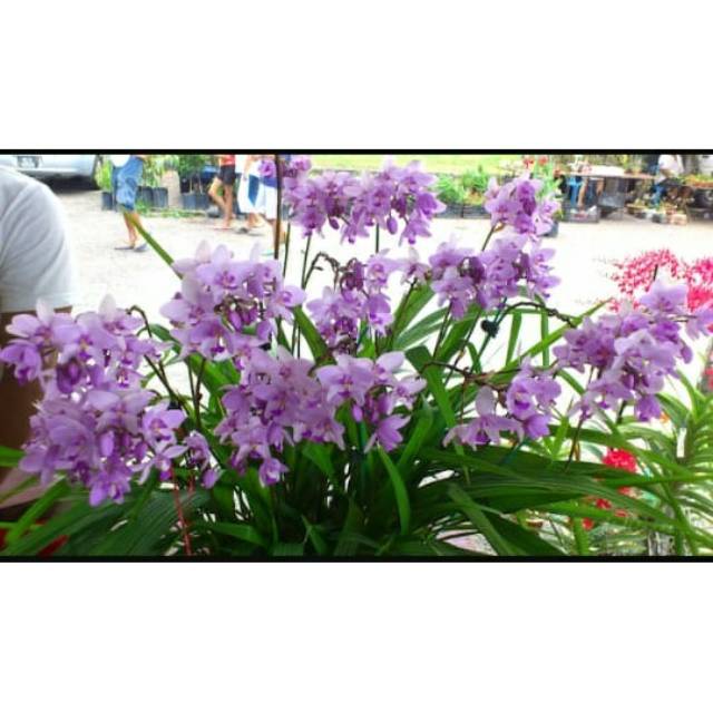 Anggrek tanah ( spathooglothis ungu muda ) murah - Tanaman Hias Hidup - Bunga hidup - Bunga hias