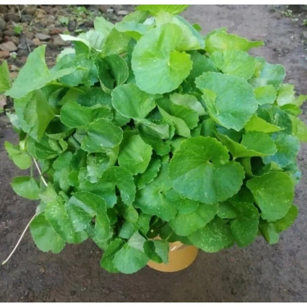 

Daun pegagan 500gr/daun antanan segar tanpa bahan kimia