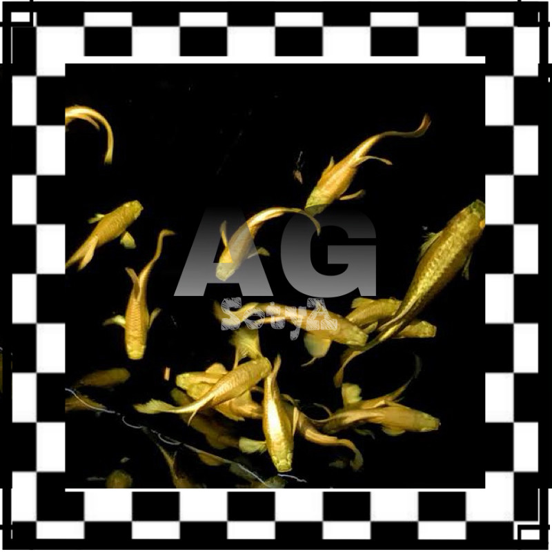 ISI AQUARIUM hiasan guppy gold sepasang