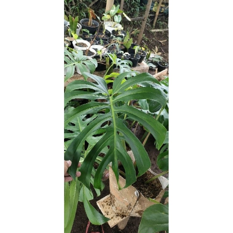 Tanaman Hias Monstera Brazilian Form
