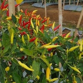 20 Bibit Cabe Rawit Setan Hibrida Lentera Benih Cabai Rawit Merah Super Viral Unggul Berkualitas -Be