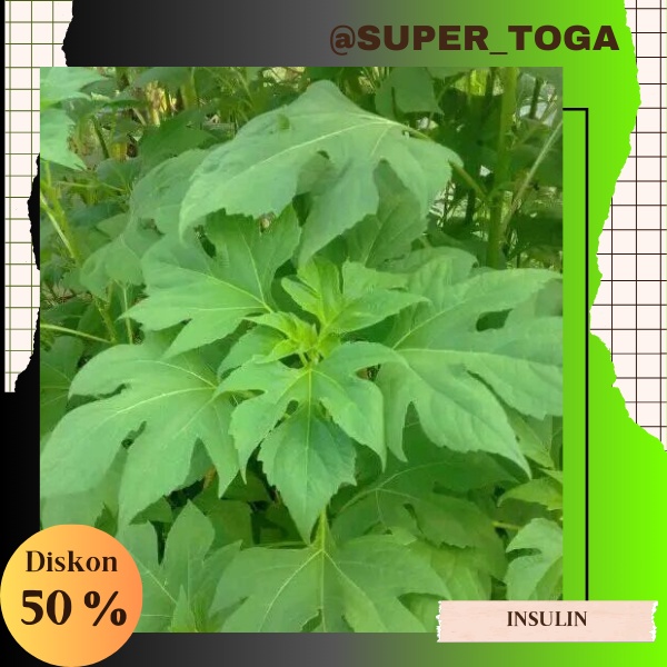 bibit tanaman herbal daun insulin /bibit tanaman insulin herbal bibit insulin