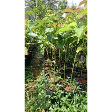 Bibit Alpukat Miki 1 Meter  Purworejo
