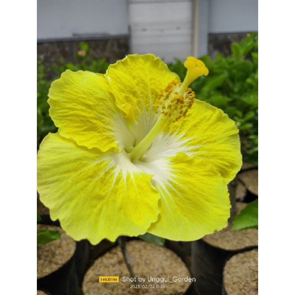 Tanaman Hibiscus Bunga Sepatu Import