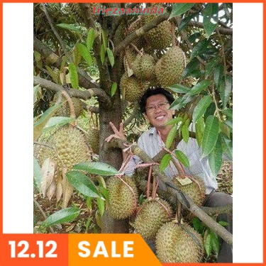 PUPUK BOOSTER Pohon Buah Durian, Pupuk Anti Rontok Bunga Buah Durian