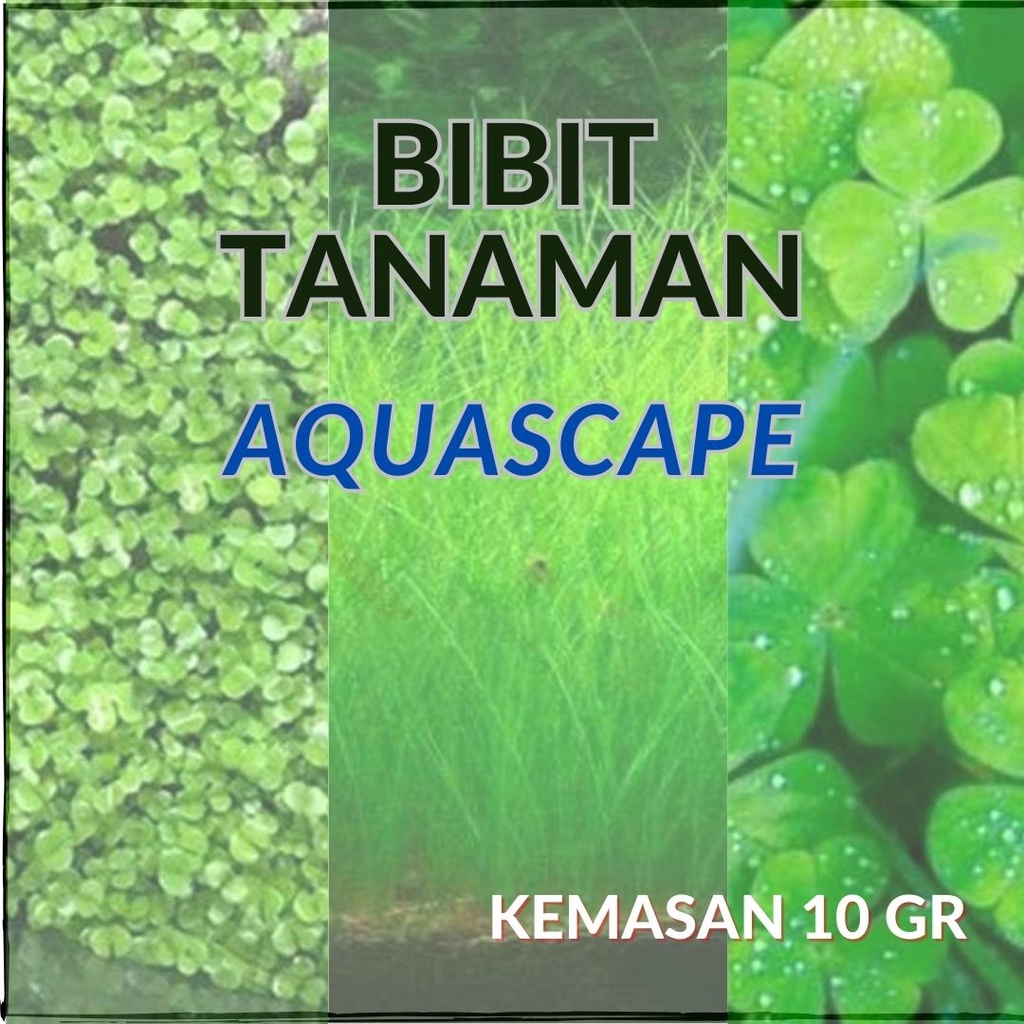 Bibit Rumput Tanaman Aquascape Carpet Seed