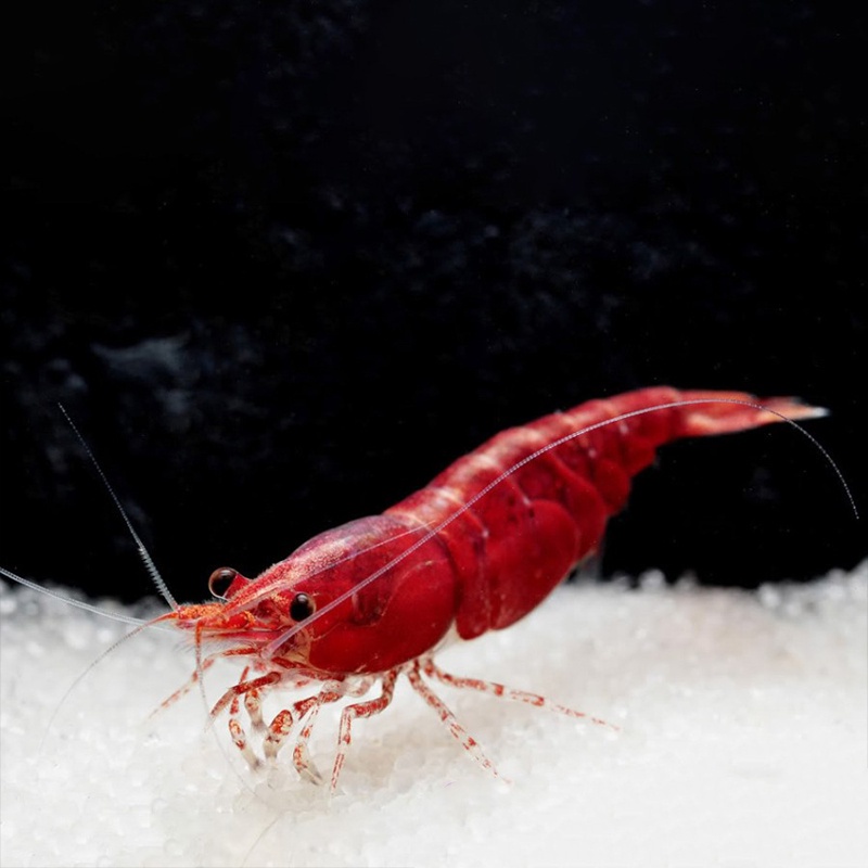 Udang Hias Merah Aquascape Red Fire Shrimp Neocaridina