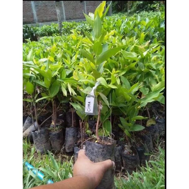 bibit jambu citra jumbo