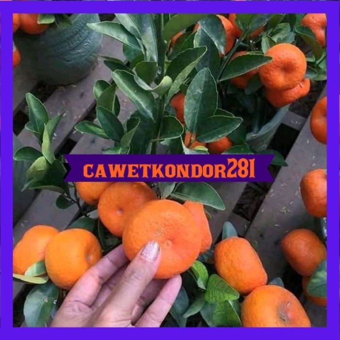 bibit jeruk santang madu super