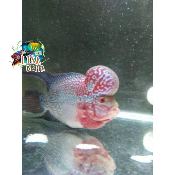 hiasan aquarium Louhan Lohan SRM SRD ukuran 7 8cm 2 jari BELI 3 GRATIS 1 super grade