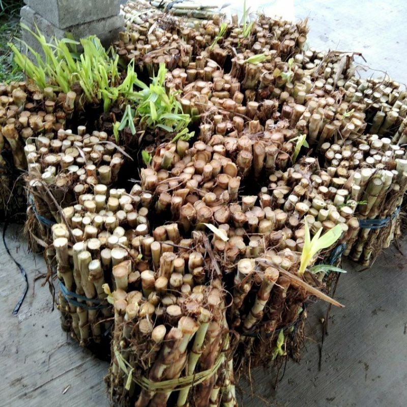 BIBIT RUMPUT ODOT PER BATANG benih rumput gajah pakan ternak sapi kambing kerbau/batang/1 pcs COD