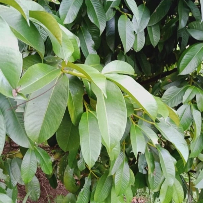 

Daun Manggis 500 Gram Segar