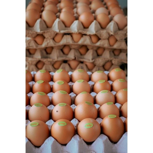 

telur omega/telur omega fresh RTTK