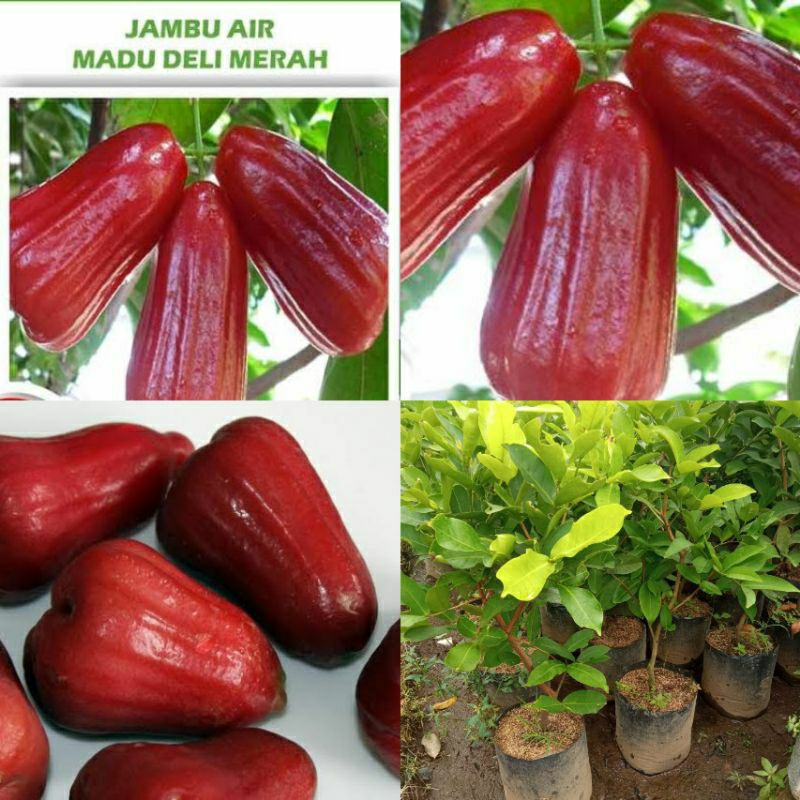 Bibit Tanaman Jambu Air Mdh Merah Batang Besar Dan Rimbun Cepat Berbuah