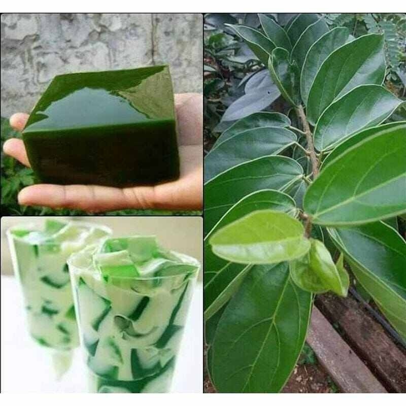 

TERMURAH DAUN CINCAU PERDU JELLY SEGAR PER 100 HELAI TANPA PUPUK KIMIA
